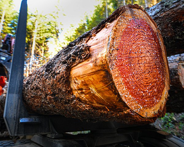 logging -0399.jpg